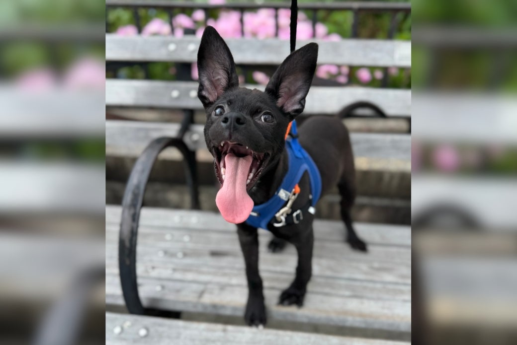 Ava sitting on a bench giving a big smile while out on a walk