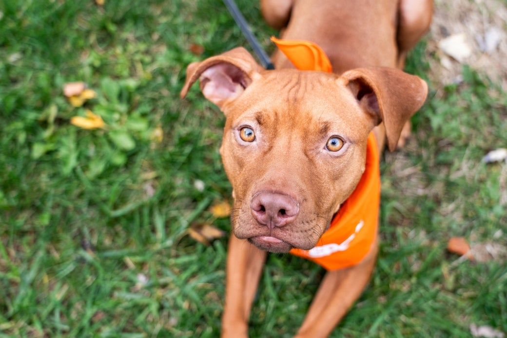 King laying outside wearing an ASPCA bandana