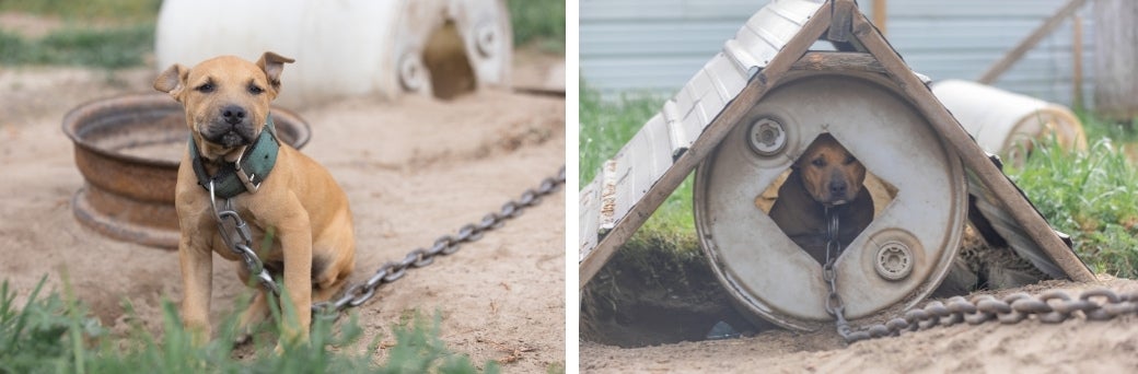 Dogs on scene of a suspected dogfighting operation in South Carolina