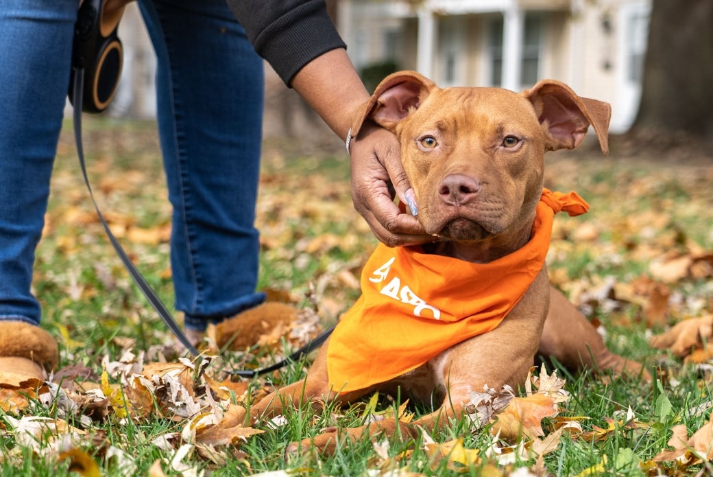 King outside in the leaves receiving pets from his adopter, Felicia