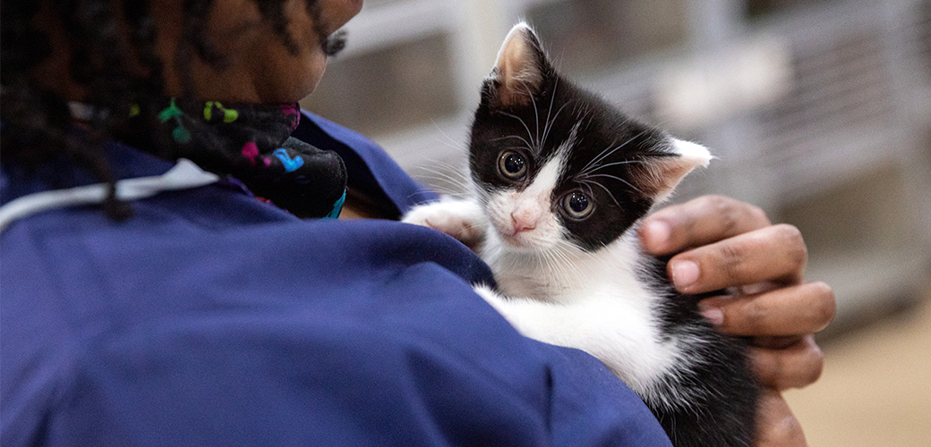 Five Ways You Can Help Animals This Giving Tuesday | ASPCA