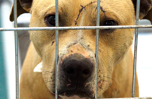 how much money do people make from dogfighting