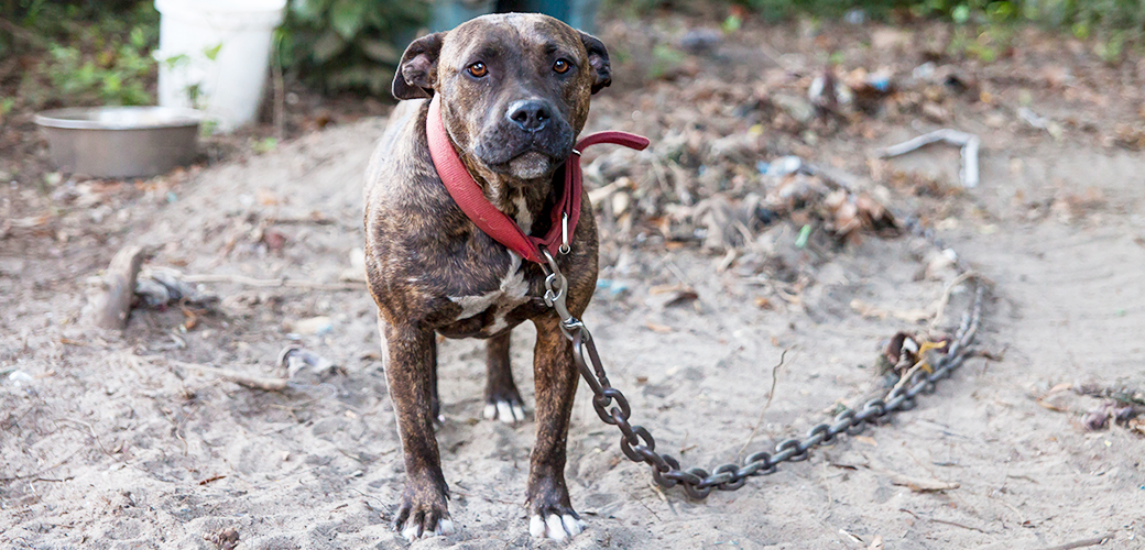 how can we help stop dog fighting