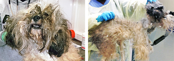 Matted shih tzu