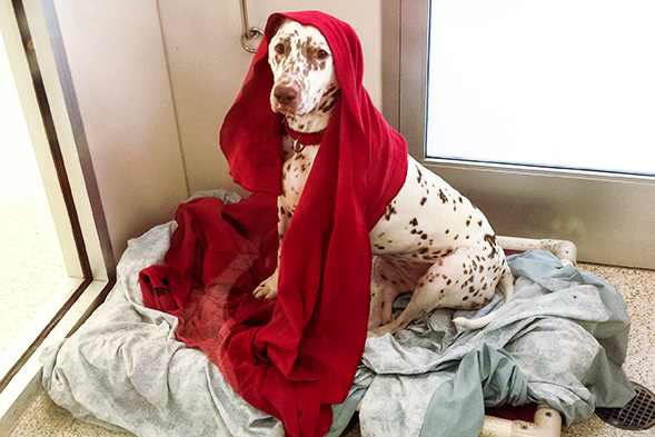 Brown spotted dalmatian wearing a red blanket
