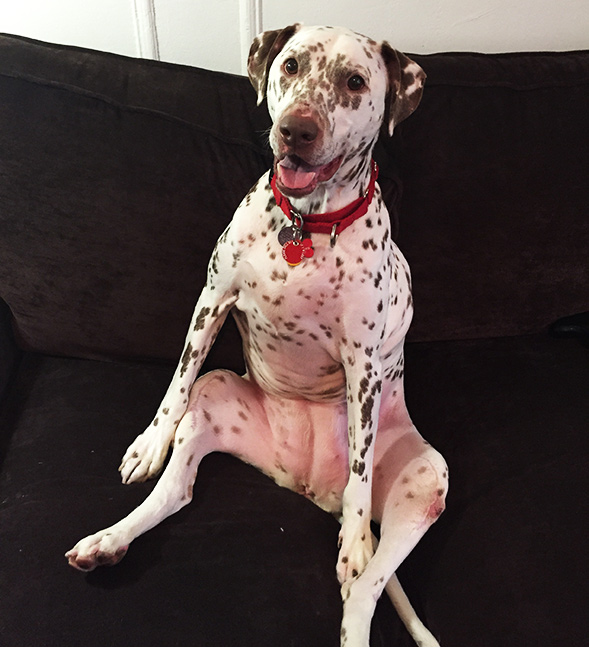 Brown spotted dalmatian sitting upright on a couch
