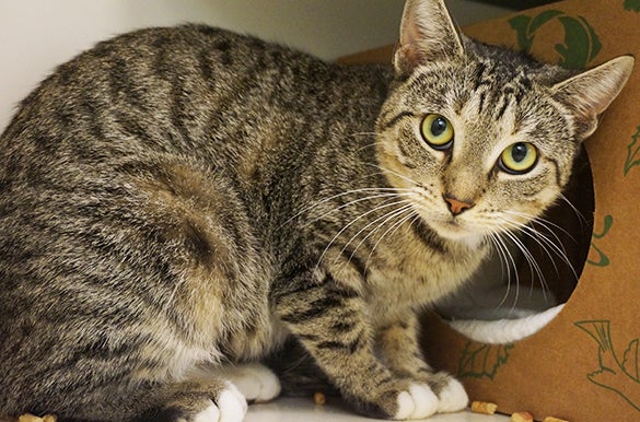 Tigerlily | ASPCA