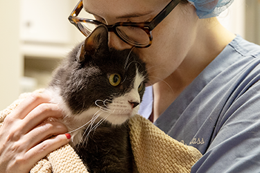 Cat with vet