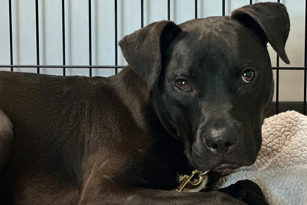 Abu is ready to be adopted