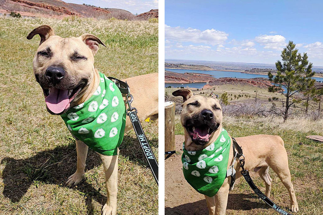 Two Rescue Dogs, Amber and Derby, Are Now Looking for