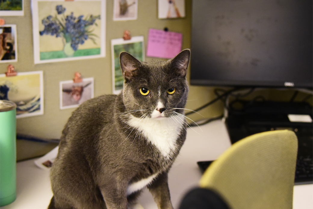Cat sitting on desk