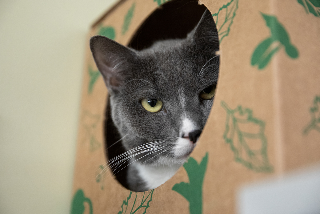 Cat hiding in box