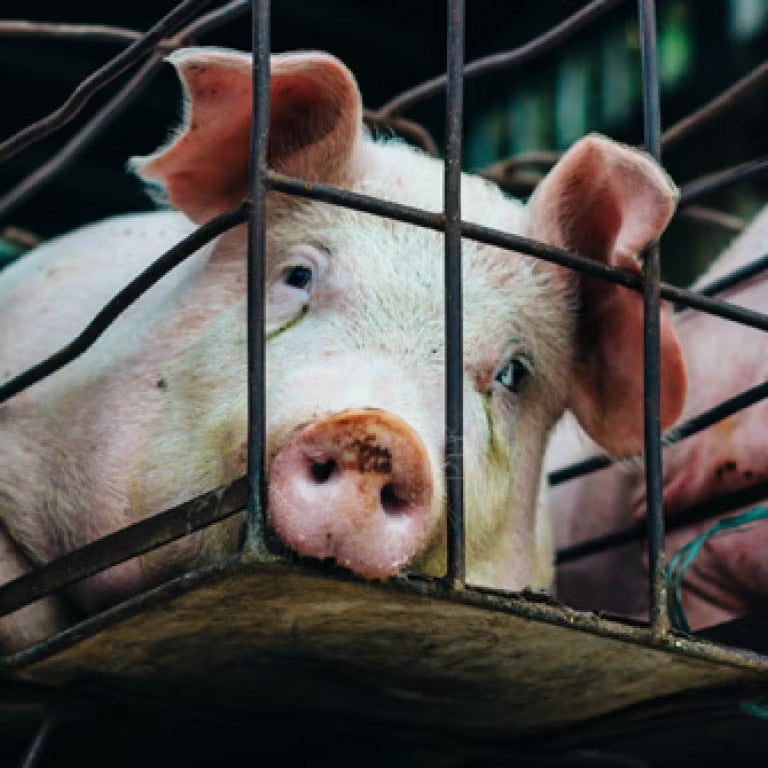 A pig in a metal cage