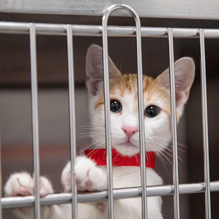A kitten in a shelter