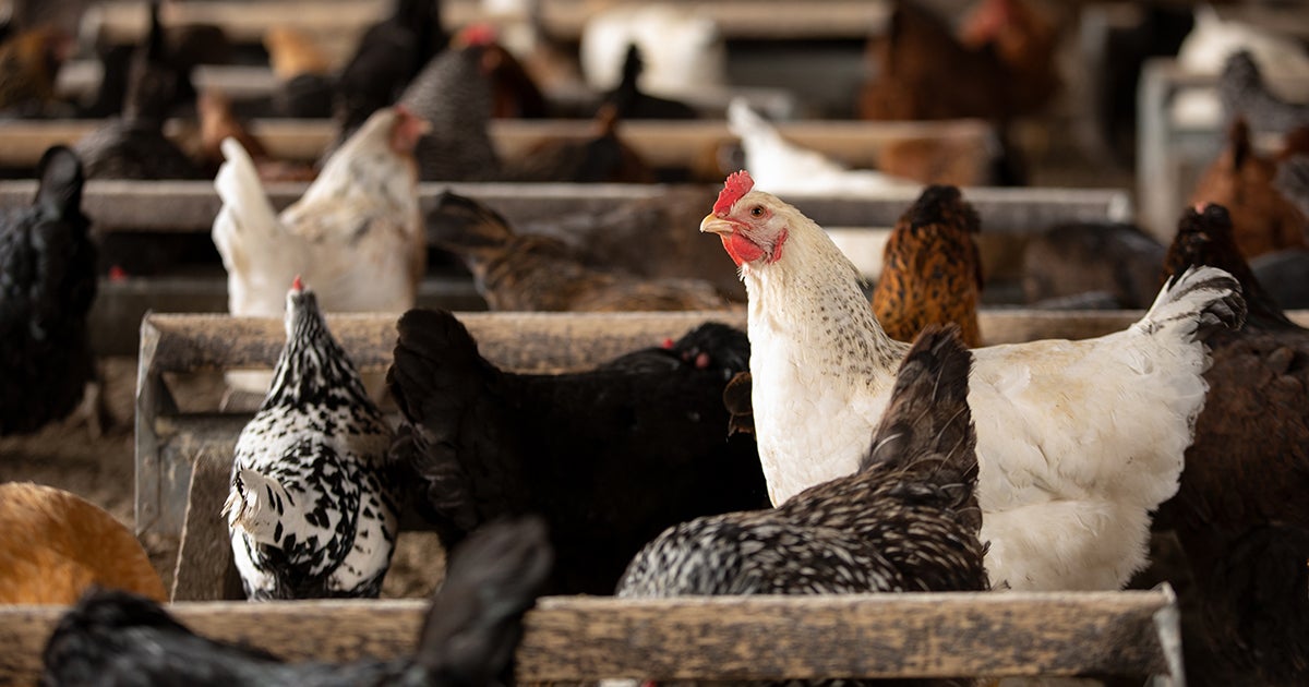 USA Make “USDA Organic” Better for Animals! ASPCA