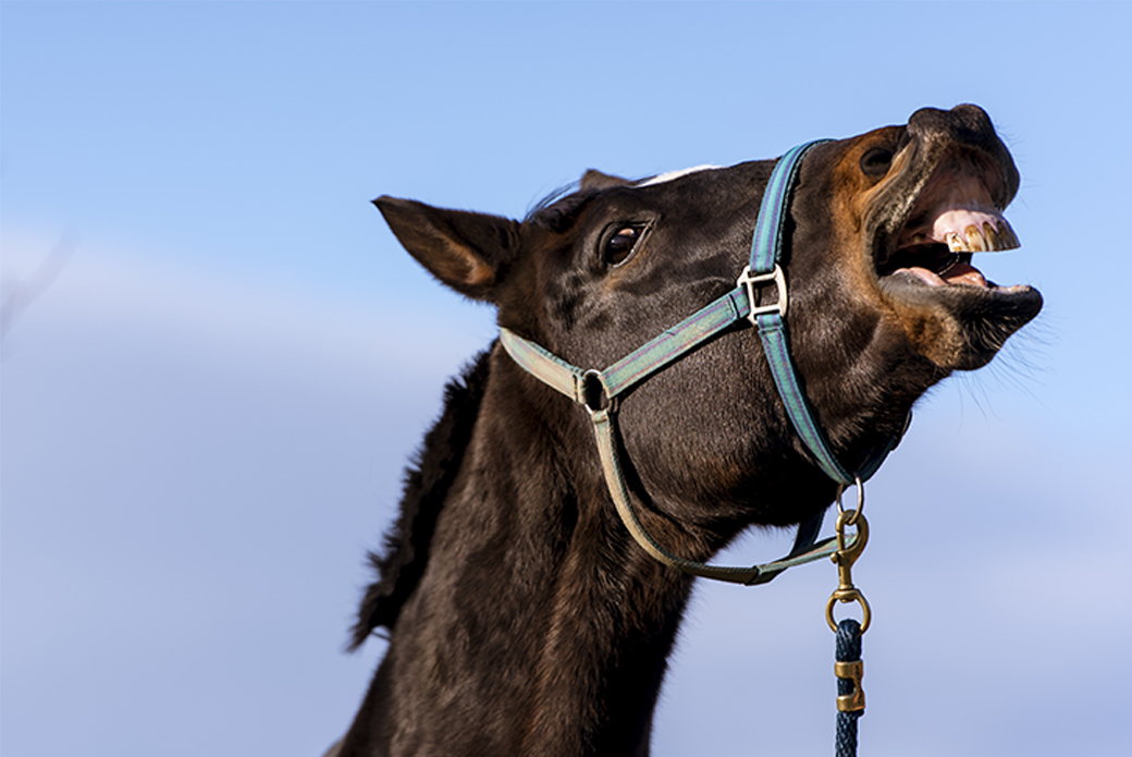 Horse smiling