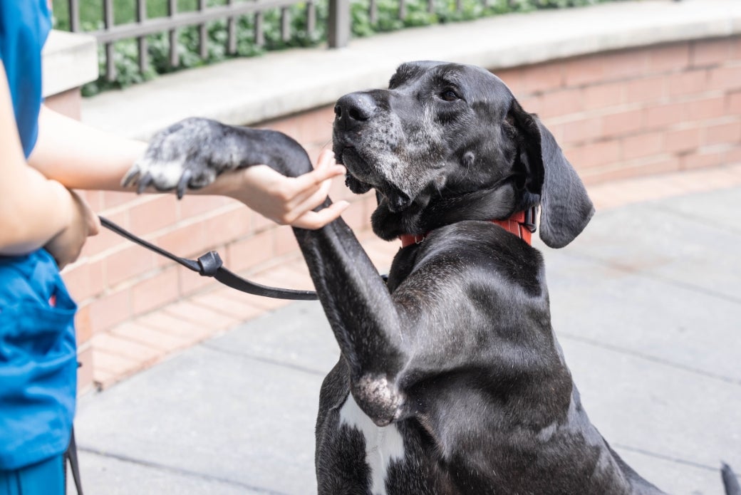 A large dog shaking paws with a person