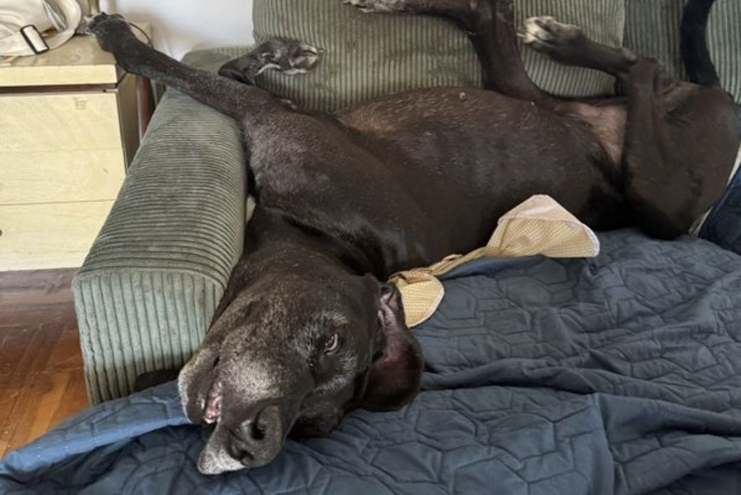 A large dog lying on his back on a couch