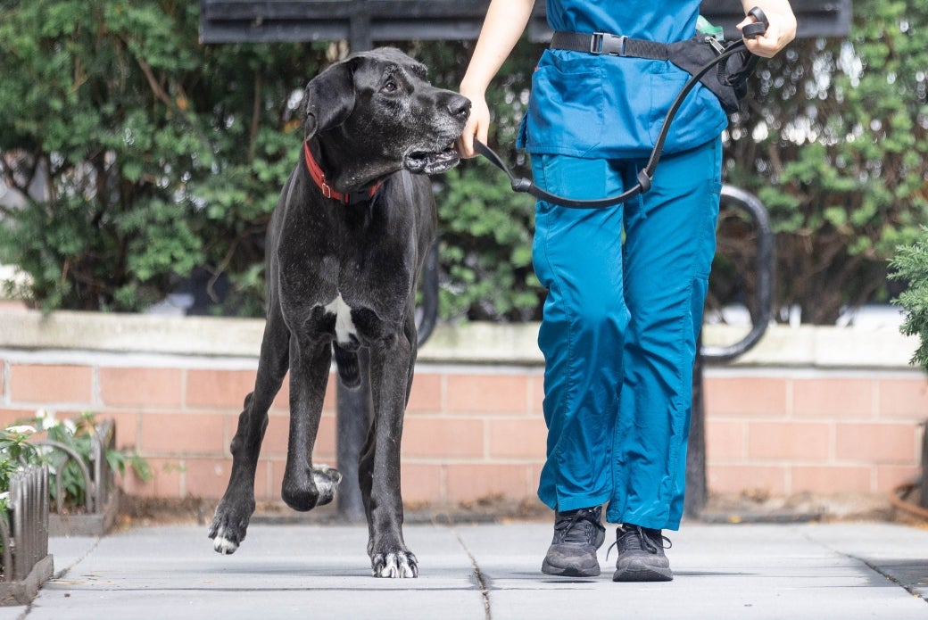 A large dog walking alongside a person
