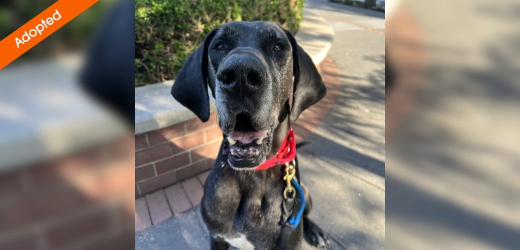 A smiling dog's face