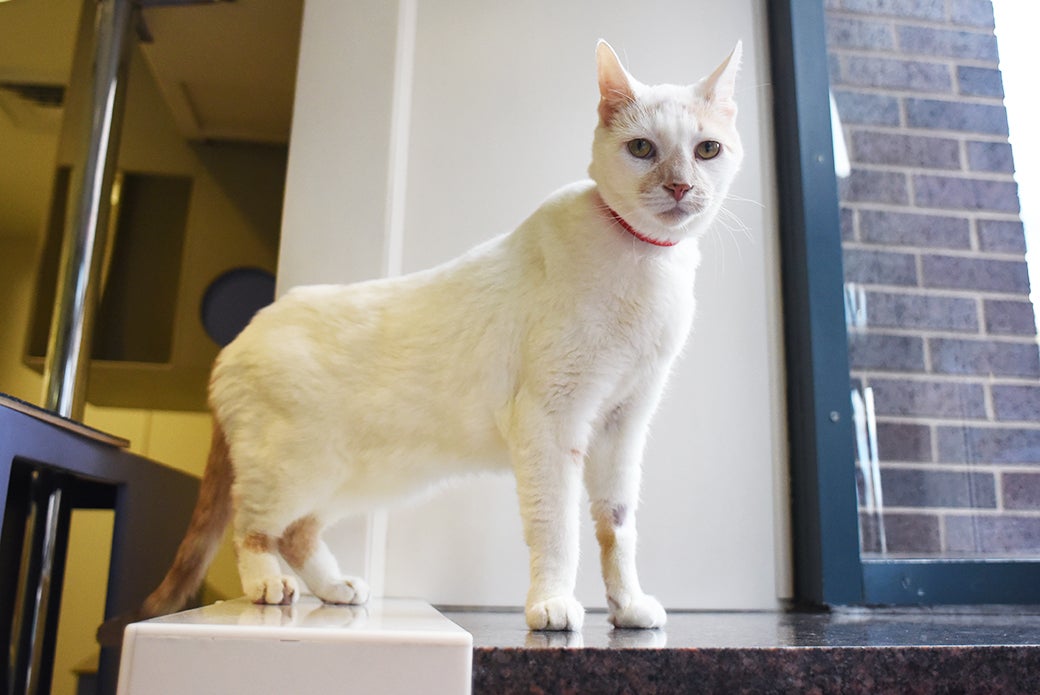 anderson-a03820609_2015-12-03_0010.jpg | ASPCA