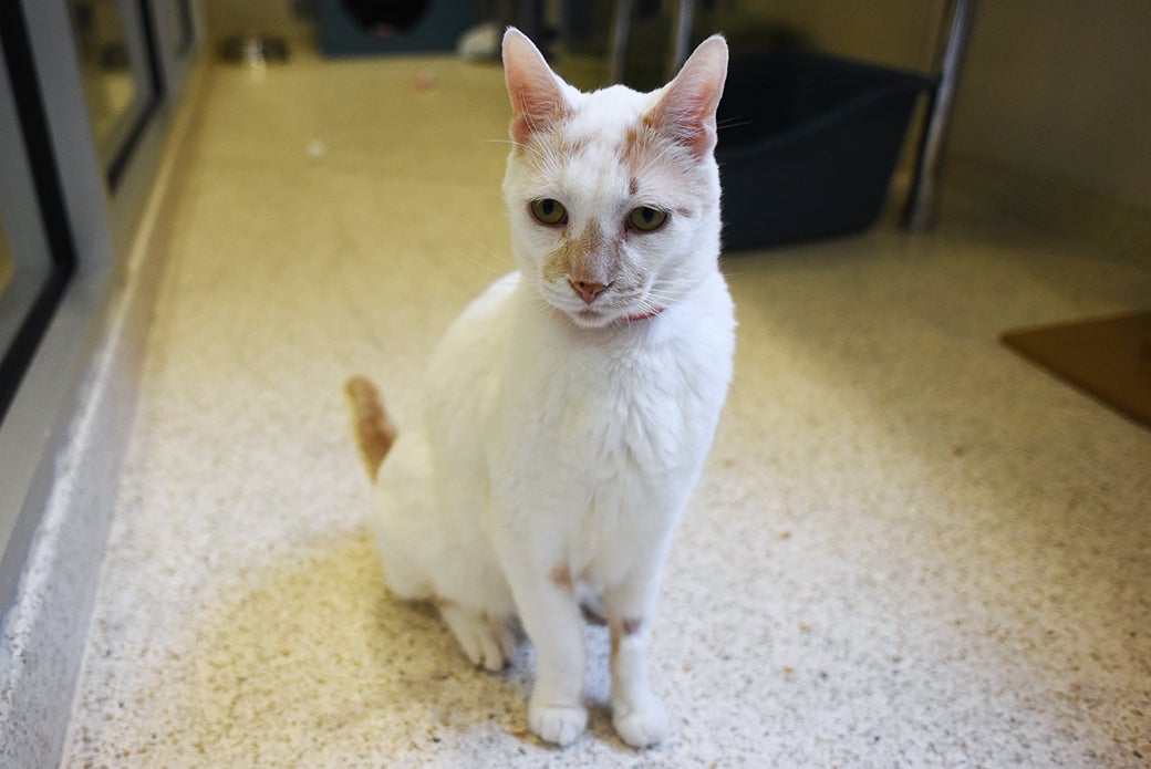 anderson-a03820609_2015-12-03_0032.jpg | ASPCA