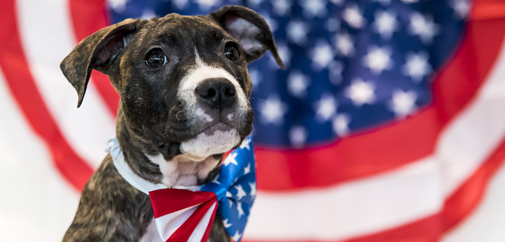 a brindle dog with an american flag bowtie
