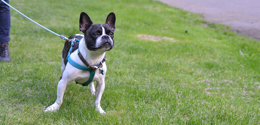 a Boston Terrier on a walk in the park