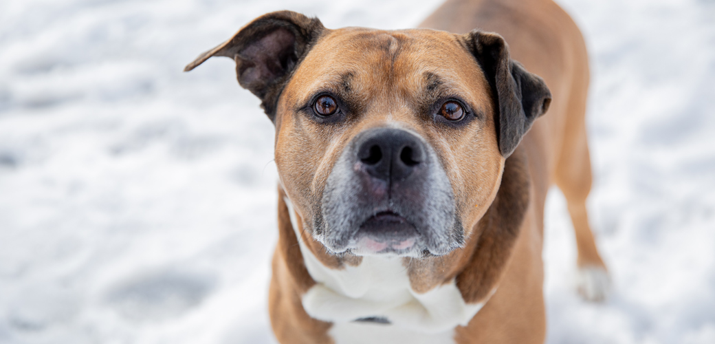 Is It Safe to Use De-Icers Around Your Dog?