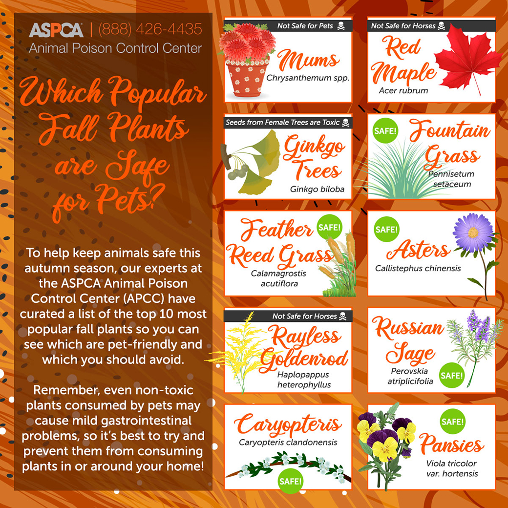 Popular Fall Plants Which Ones Are Pet Friendly Aspca