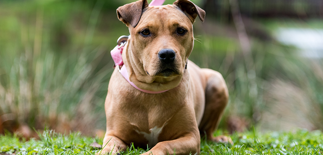 a pitbull on a pink leash resting on grass