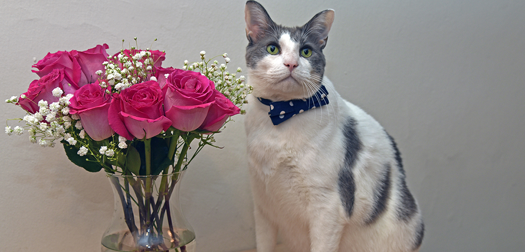 a cat next to flowers in a vase