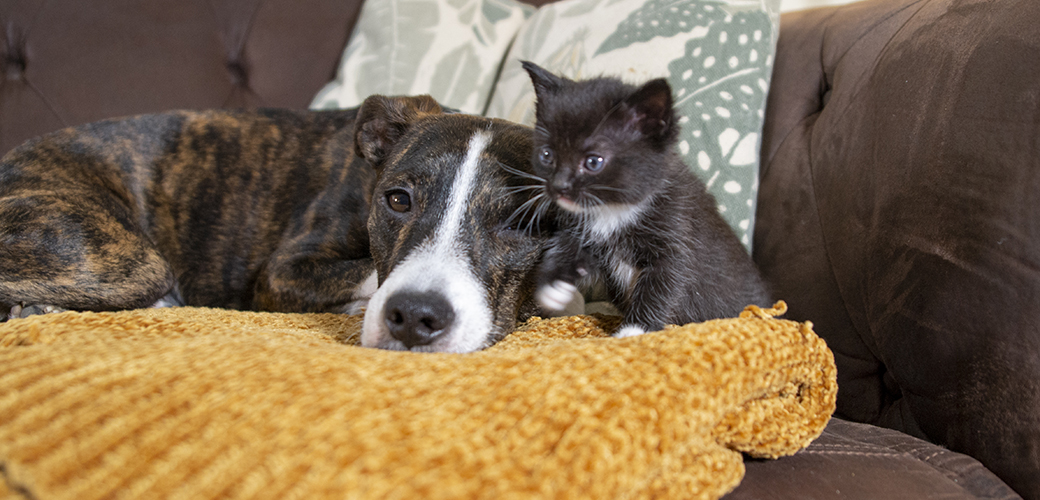 a puppy and kitten resting on a couch