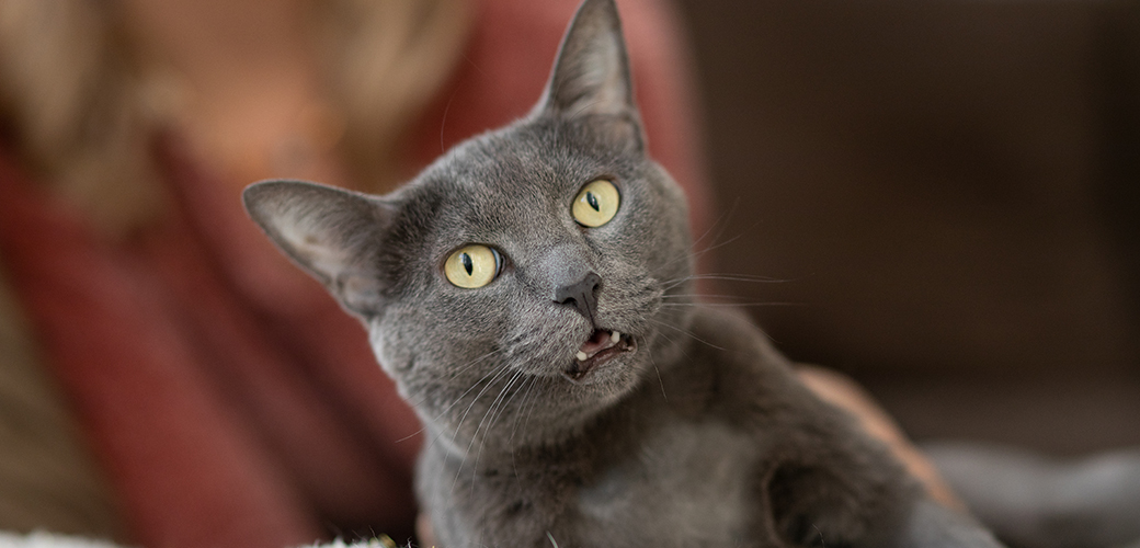 a grey cat looking at the camera with a woman in the background