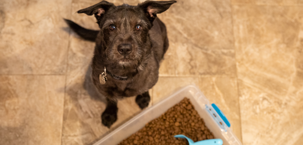 Pet Food Recalls: What You Need to Know | ASPCA