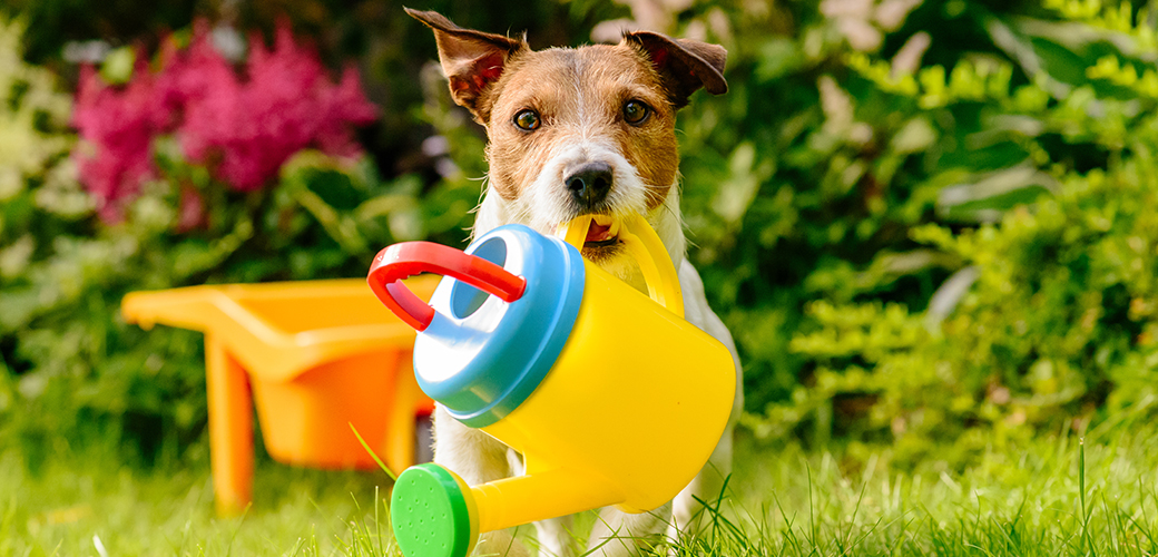 Dog running with a plastic watering can in its mouth