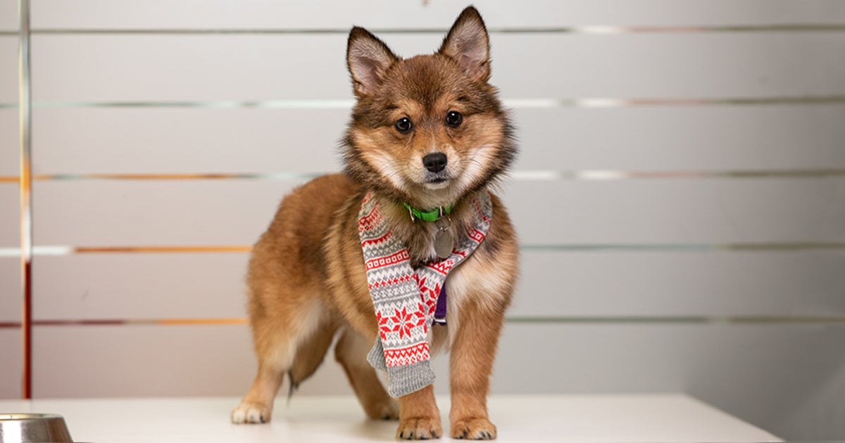 Holiday Safety Tips Aspca