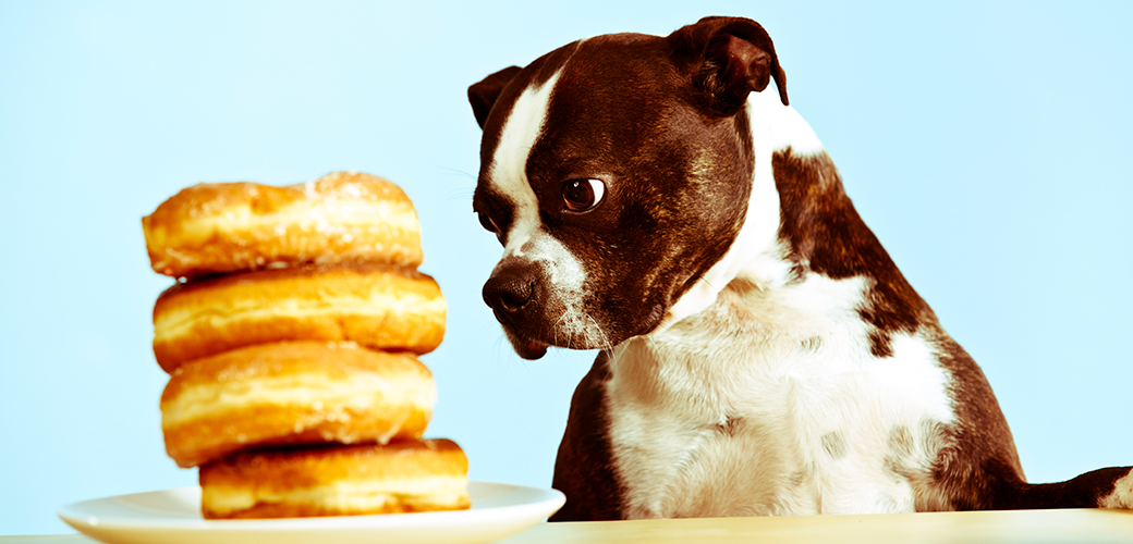 People Foods to Avoid Feeding Your Pets 