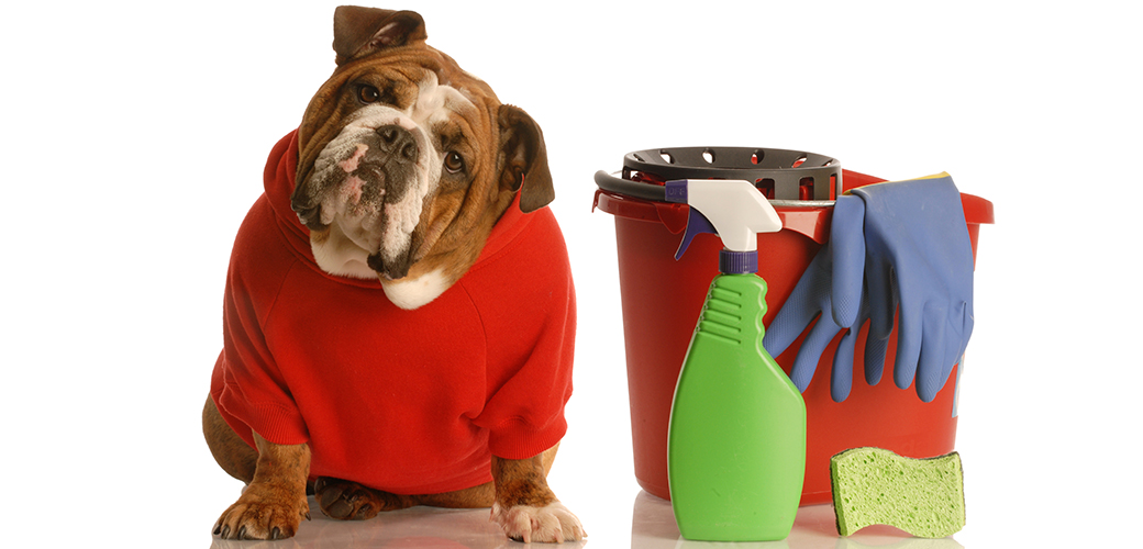 best cleaning products for dog owners