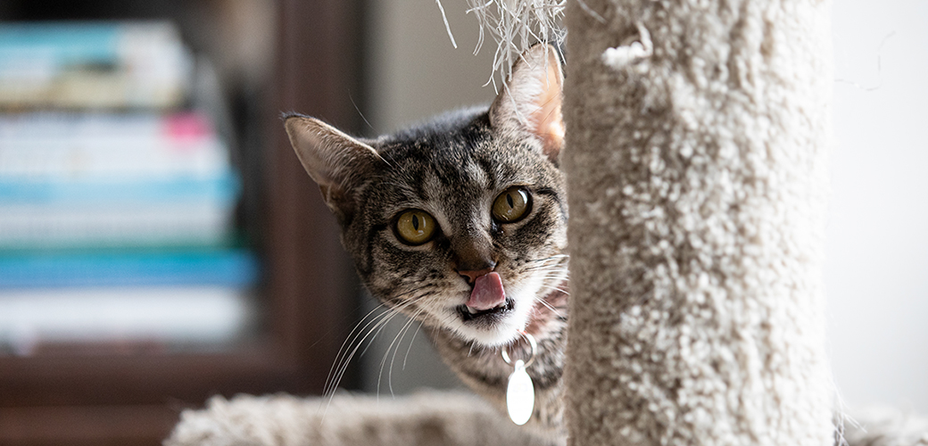 a cat look past a scratching post licking their lips