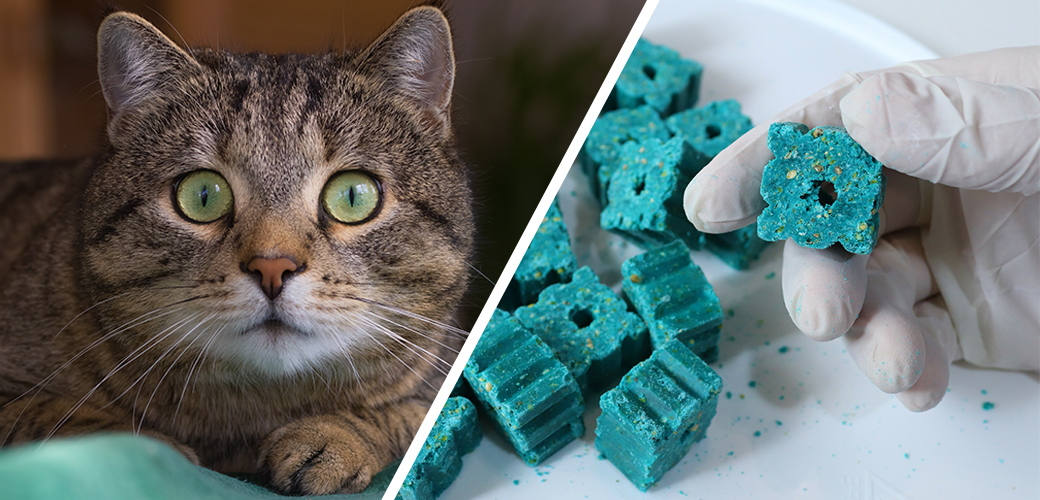 You Don't Need to Use Poison: Non-Toxic Alternatives to Rodenticide