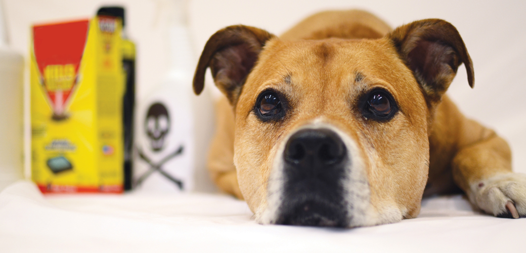 Dog next to cleaning supplies