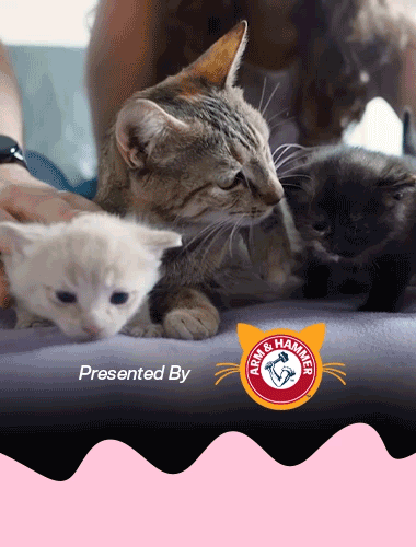Three kittens grooming each other. Match Sponsored by Arm & Hammer
