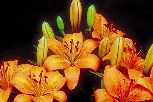 Is Asian Lily Or Lilium Asiatica Toxic to Cats? 