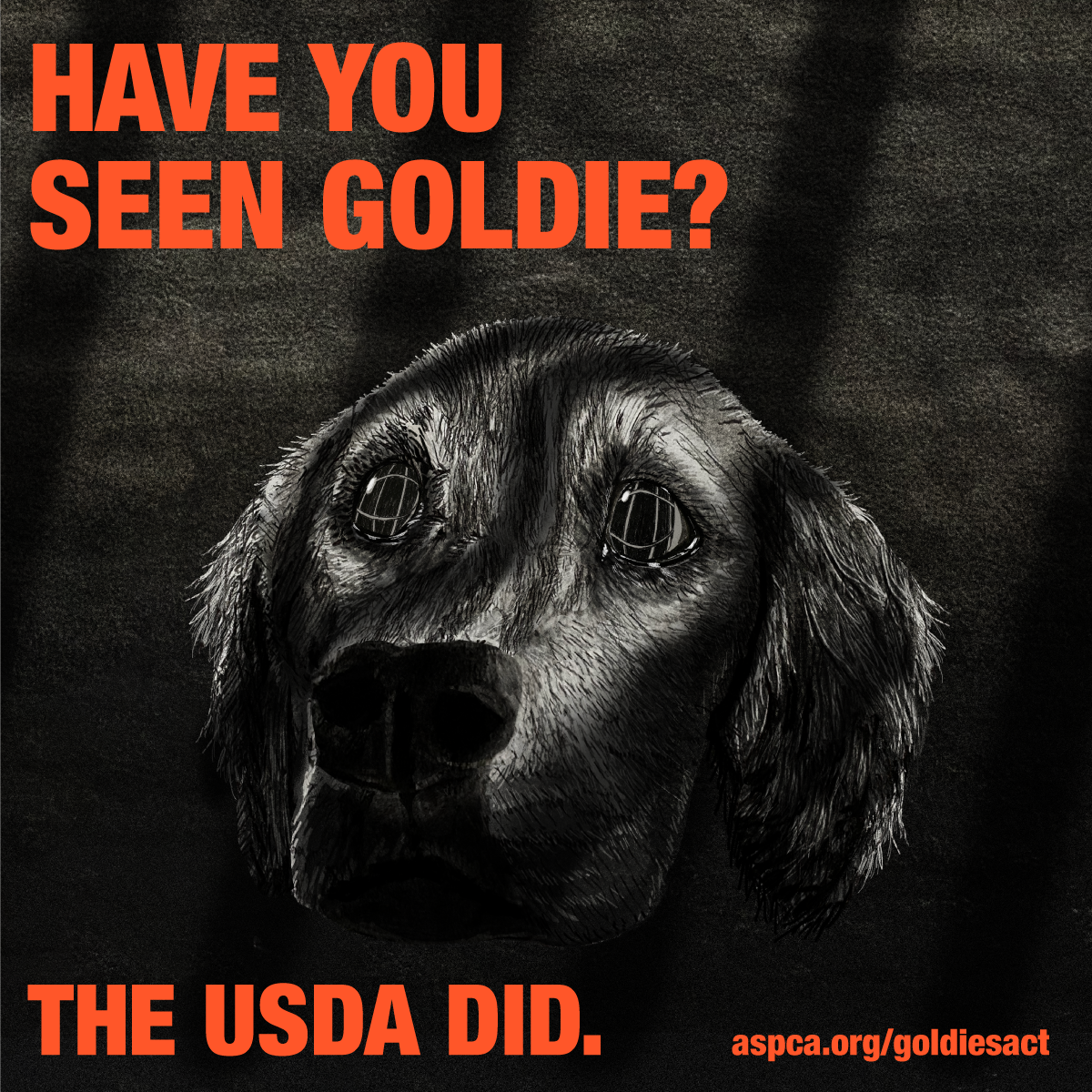 Goldie's Act Illustration of a dog's face: HAVE YOU SEEN GOLDIE? THE USDA Did. - aspca.org/GoldiesAct