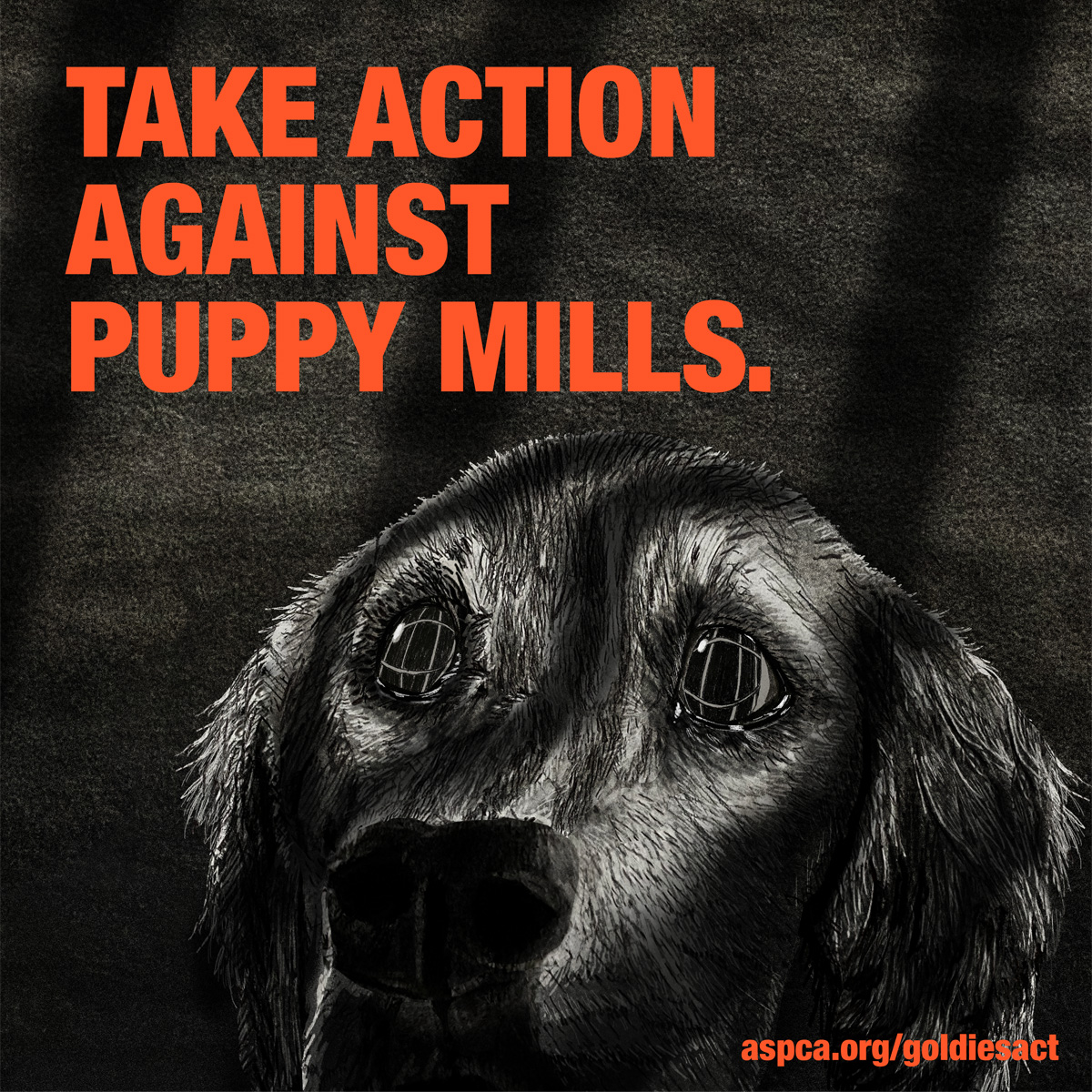 Goldie's Act Illustration of a dog's face: TAKE ACTION AGAINST PUPPPY MILLS. - aspca.org/GoldiesAct