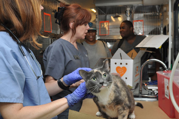 Doodles the dilute calico cat receiving care at the clinic