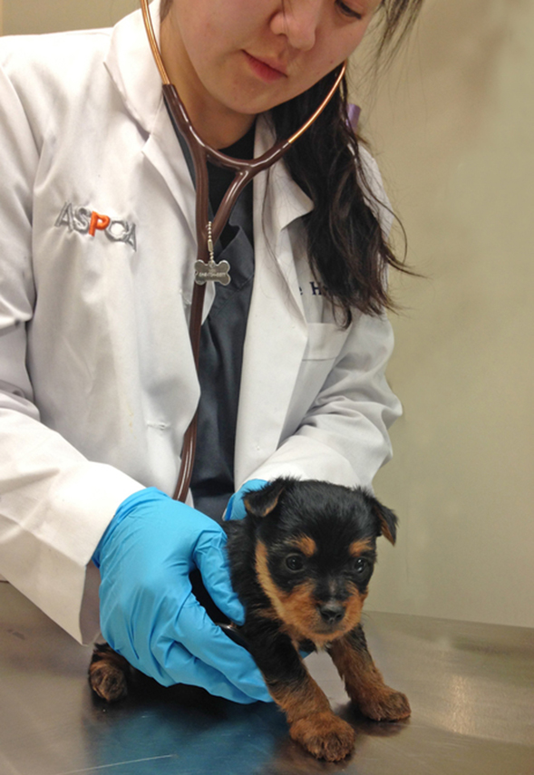 ASPCA veterinarian caring for yorkie puppy