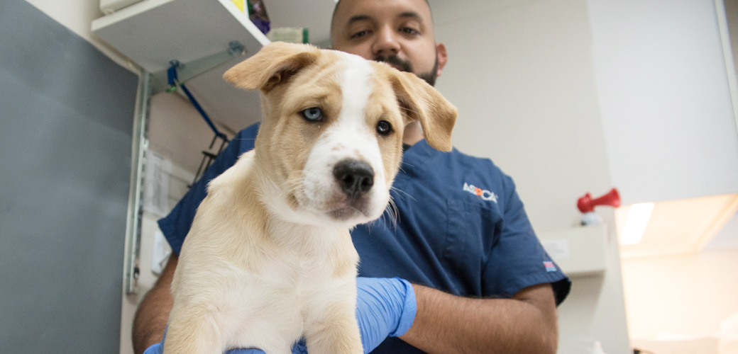 ASPCA Externship in Veterinary Forensic Medicine