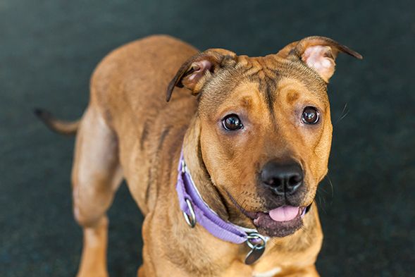 Happy dog wearing purple collar